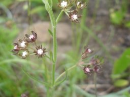 Schizoglossum bidens subsp. atrorubens